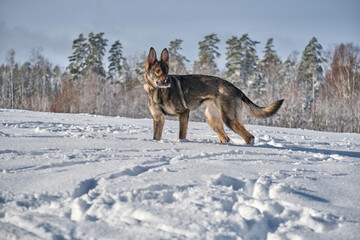 Beautiful gray German Shepherd dog playing in a snowy meadow on a sunny winter day in Skaraborg Sweden