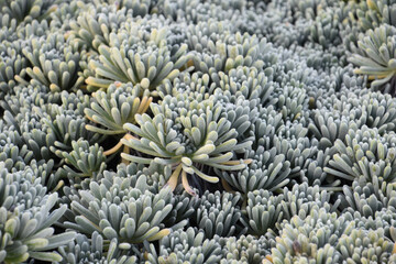Stunning Close Up of Succulents as Ground Cover