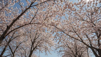 cherry blossom street
