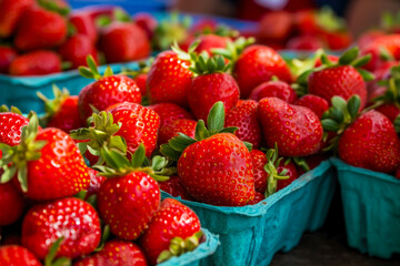 Strawberry Farmer's Market Display: A vibrant display of freshly harvested strawberries at a farmer's market, showcasing the variety and quality of the crop. 