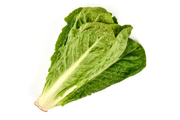 Fresh green Romaine Lettuce (Lactuca sativa), isolated on the white background.