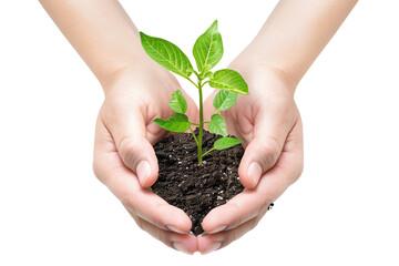 hands holding a plant
