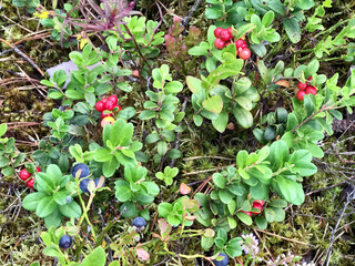 Wild bushes of juicy lingonberry with red berry in the forest. A valuable medicinal plant.