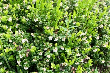 Obraz premium Bushes of juicy lingonberry with inflorescences of flowers during the flowering period in the forest. A valuable medicinal plant. Small white bell-shaped flowers on a natural background