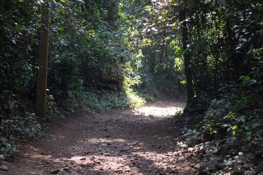 Dense Green forest off road