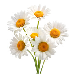 daisies isolated on transparent background	