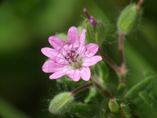 Fiore selvatico