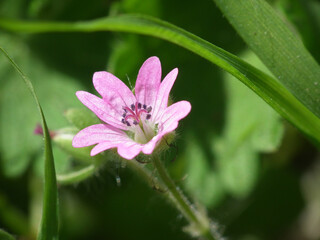 Fiore selvatico