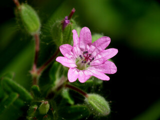 Fiore selvatico
