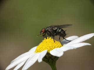 Margherita selvatica