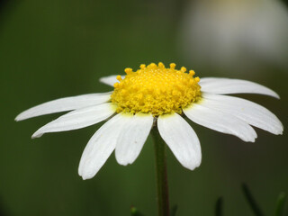 Obraz premium Margherita selvatica