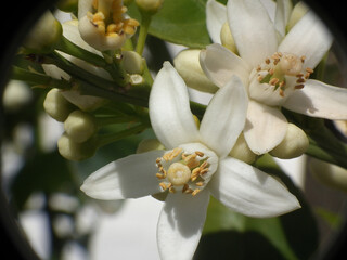 Limone