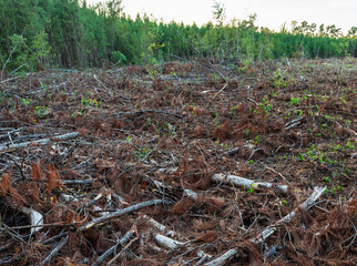Pile of dead branches and wood after a clear cutting timber operation