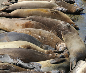 Hundsrobbe - Earless seal © Studio M. Brix