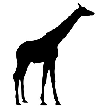 giraffe icon, simple vector design