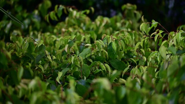   Carbon neutral or carbon net-zero concept background video. Ficus benjamina, commonly known as weeping fig, benjamin fig or ficus tree