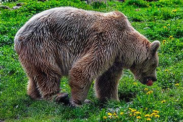 Syrian brown bear eats apple.. Latin name - Ursus arctos syriacus