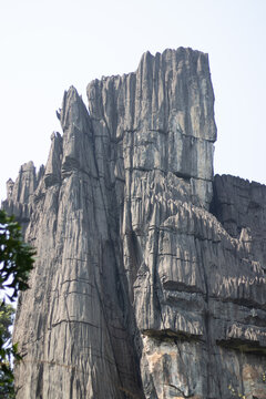 Black rocks in the middle of the forest