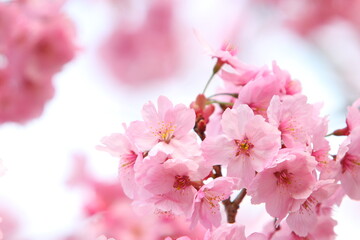 満開の陽光桜のクローズアップ　白背景