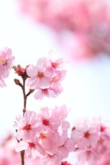 満開の陽光桜のクローズアップ　空背景