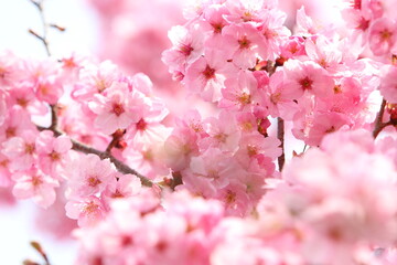 満開の陽光桜のクローズアップ