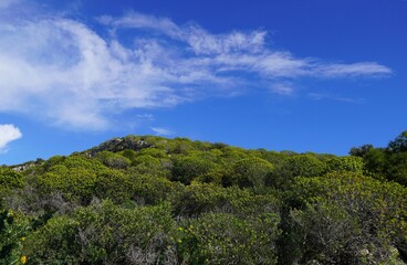 A hill covered with Tree spurge, or Euphorbia dendroides shrubs, at springtime, in Attica, Greece