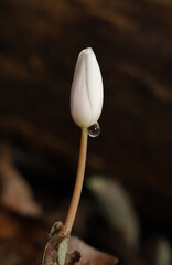 A closed Bloodroot (Sanguinaria canadensis) flower with a droplet of dew.  This early-spring...