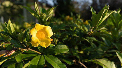 Single Alamanda Flower in the Garden with Blurred Background Horizontal