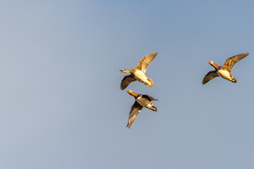 Beautiful female mandarin duck leading two male mandarin ducks in flight