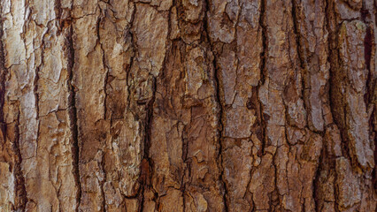 Tree Bark Brown Texture Trunk Nature Background