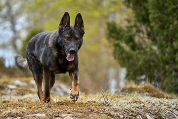 Beautiful German Shepherd dog playing in a meadow on a sunny spring day in Skaraborg Sweden