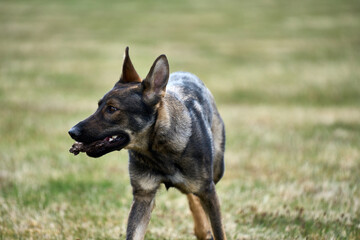 Beautiful German Shepherd dog playing in a meadow on a sunny spring day in Skaraborg Sweden