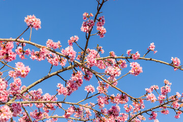 Pink sakura tree blue sky