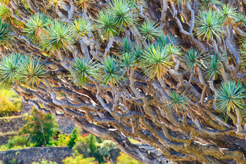 Millennial Drago tree dragon tree branches in Icod de los Vinos village, Tenerife Island , Spain