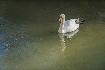 Weißer Jungschwan Cygnus mit grauem Hals lässt sich entspannt mit hochgezogenem Bein im Wasser treiben.