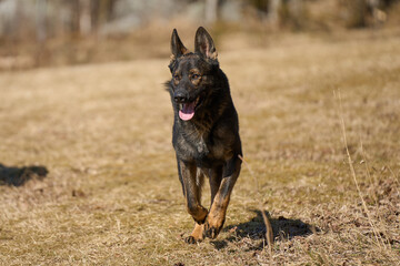 Beautiful German Shepherd dog playing in a meadow on a sunny spring day in Skaraborg Sweden