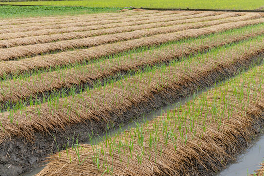 Farm field in the fallow period