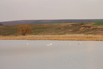A field with a tree and a hill in the background