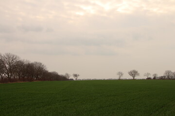 A field with trees and grass