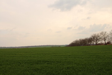 A field of grass with trees in the background