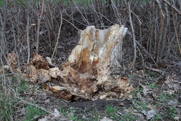 A tree stump in the woods