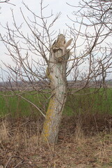 A tree stump with a cat carved on it