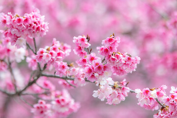 Beautiful sakura blossom over the tree
