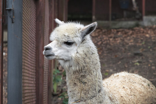 A cute alpaca on a farm. A beautiful and funny alpaca (Vicugna pacos) from a variety of South American camels. Alpaca. Funny white alpaca in an aviary. 