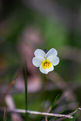 Wild white viola flower in the wood