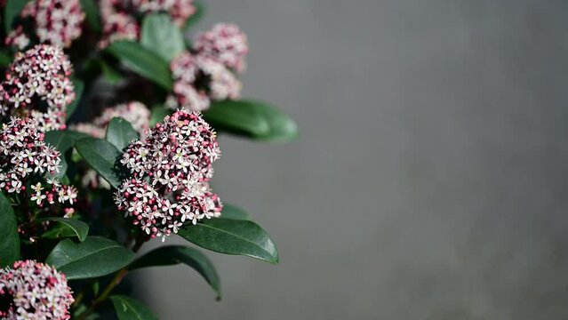 Skimmia japonica showing flowers and leaves.
. Skimmia japonica is a Japanese Skimmia, native to Japan, China and Southeast Asia
