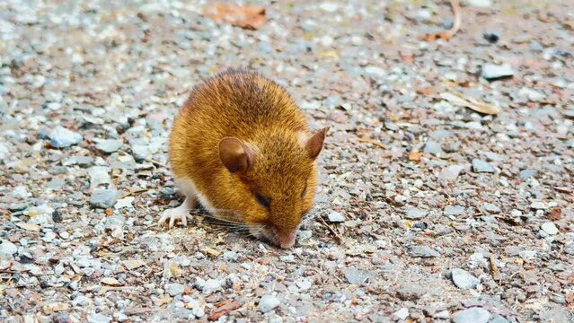 For some reason, a small mouse or chipmunk came out onto the road and sits, trembling. considered a pest, lives near people
