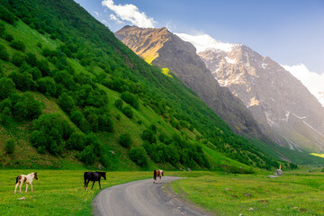 Horses graze in the picturesque mountain valley of the northern Caucasus. Russia
