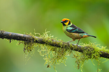 Tangara Cara de Fuego, Flame faced Tanager, Ecuador