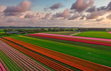 Foto auf Leinwand Puffy clouds passing over fields of flowers in Holland. © Alex de Haas
